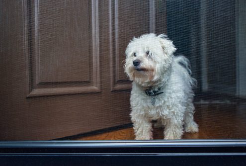 dog waiting at screen door