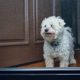 dog waiting at screen door