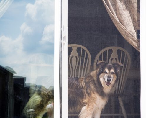 Dog and screen and patio door